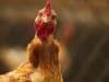 Bird flu UK 2021 outbreak ‘largest ever’ as dozens of cases recorded in chickens and wild birds across country