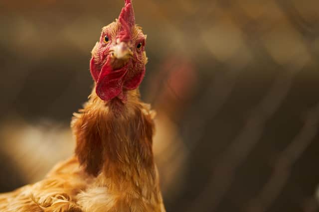 <p>Half a million birds have had to be culled to prevent the spread of bird flu (image: Shutterstock)</p>