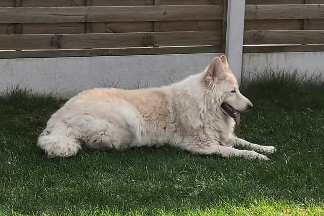 Roxy, who Colin had owned since she was eight weeks old, spent four days in terrible pain and vomiting before vets decided to put her to sleep