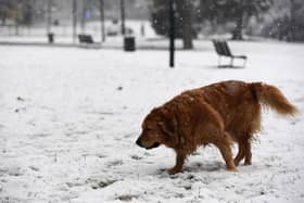 Dog owners could be slapped with £1000 fine for breaking common rule  (Photo by Miguel MEDINA / AFP) (Photo by MIGUEL MEDINA/AFP via Getty Images)