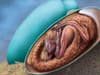 Dinosaur embryo: how old is perfectly preserved Oviraptorosaur egg fossil found in China - why it’s important
