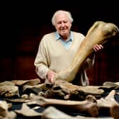 David Attenborough holds up a big Mammoth bone (Credit: BBC / Windfall Films / Julian Schwanitz)