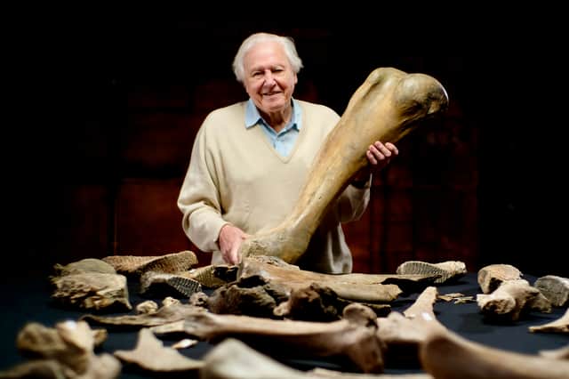 David Attenborough holds up a big Mammoth bone (Credit: BBC / Windfall Films / Julian Schwanitz)