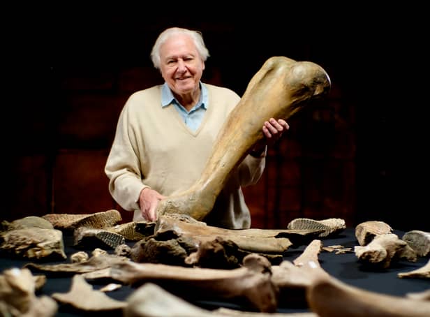 <p>David Attenborough holds up a big Mammoth bone (Credit: BBC / Windfall Films / Julian Schwanitz)</p>