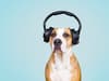How to calm dogs and cats during fireworks: calming music and tricks to help scared pets on Bonfire Night 2022