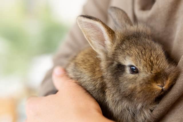 Other pets, like rabbits, can also be terrified by fireworks displays and might need your support (image: Shutterstock)