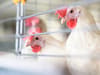 Bird flu outbreak: signs and symptoms of Avian influenza, what is the H5N1 strain and how many UK human cases


