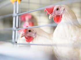 There are lots of different strains of bird flu virus (Photo: Shutterstock)