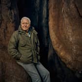David Attenborough sitting on a tree (BBC/Sam Barker)