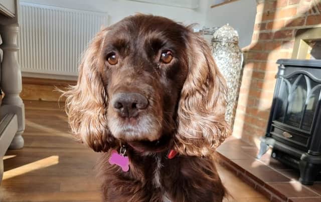 Eight years after being taken from the front garden of her home, Sussex Police have helped return Cassie the cocker-spaniel back to her rightful home. 