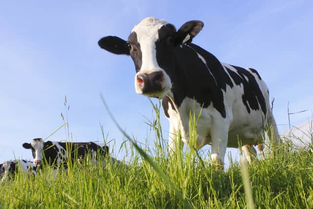 Milk cannot be sold raw, i.e. directly from the cow. It must first be pasteurised (image: Shutterstock)