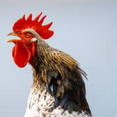 Bird flu is a major threat to commercial poultry and domestic wild birds  (image: Shutterstock)