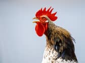 Bird flu is a major threat to commercial poultry and domestic wild birds  (image: Shutterstock)