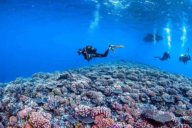 Rangiroa has some of the best sea-life in the world (Picture: Tahiti.com)
