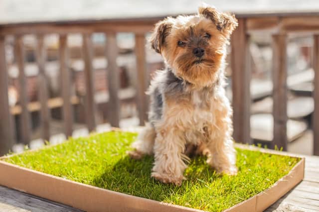 Piddle Patch is a portable grass toilet for dogs that you can have mailed to your front door (image: Piddle Patch)