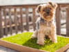 Piddle Patch: what is grass toilet for dogs featured on Dragons’ Den, how does it work and what does it cost?
