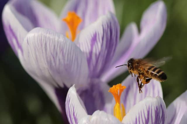 A bee pollinates Crocuses in St James’s Park as spring arrives in the UK in 2017 (Photo: Dan Kitwood/Getty Images)