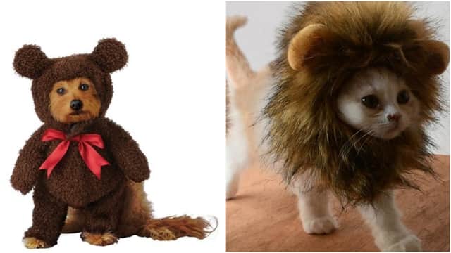 Best costumes for your dogs and cats