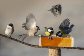 There are a multitude of birds you may see during your birdwatch (Photo: Adobe)