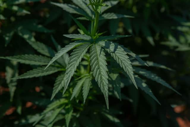Hemp-derived products have managed to ditch their cannabis connotations over the last few years (image: Getty Images)