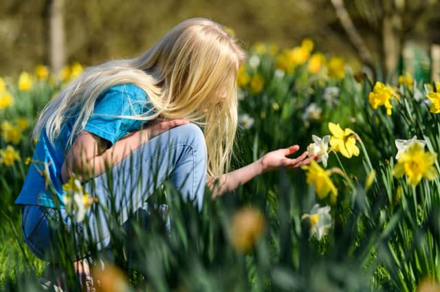 For many, Mother’s Day is associated closely with daffodils  (Photo: Joe Maher/Getty Images)