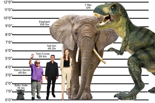Tall Girl’s height chart (Credit: Getty)