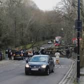 A woman died after a tree fell on a car in Haringey, north London.