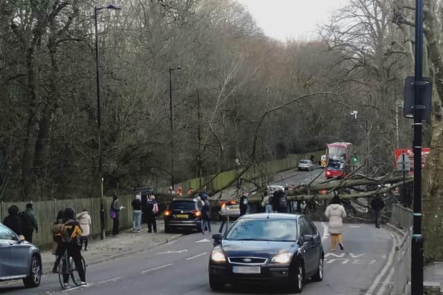 A woman died after a tree fell on a car in Haringey, north London.