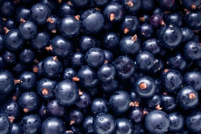 Blackcurrants can add a zing and a freshness to any fruit mix (image: Adobe)