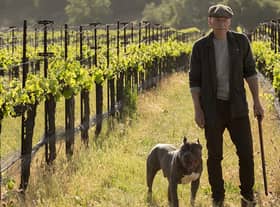 Patrick Stewart as Jean-Luc Picard, standing in his vineyard with a bulldog by his side (Credit: CBS/Amazon)
