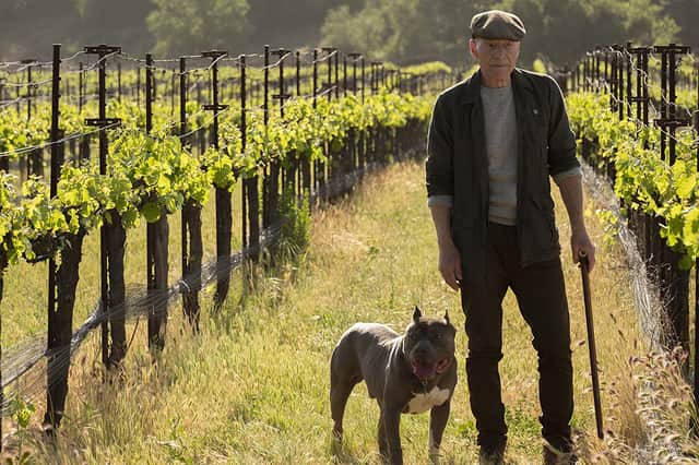 Patrick Stewart as Jean-Luc Picard, standing in his vineyard with a bulldog by his side (Credit: CBS/Amazon)