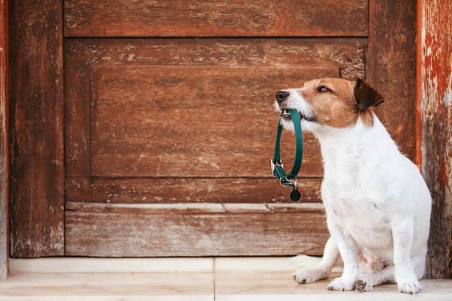 A dog must wear a collar with its owner’s name and address on it (Photo: Adobe)