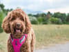 Best dog collars and harnesses UK 2022: including Pets at Home, Ruffwear, Hugo and Hudson and more