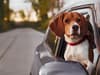 Motorists could face £5000 fine for driving with a dog under Highway Code rules
