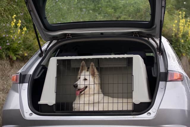 A seat belt harness, pet carrier, dog cage or dog guard should be used to restrain dogs travelling in a car (Photo: Adobe)