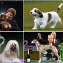 These are the winners of the Best in Show category from the past 10 years in Crufts 