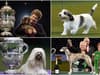 Crufts past winners in pictures: which dogs won Best in Show in previous years at the Birmingham NEC dog show?