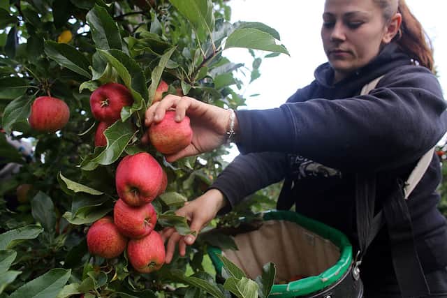 Many seasonal farm workers come from Ukraine, meaning it might be harder for some farmers to harvest their crops this year (image: Getty Images)