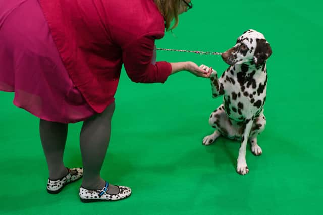 A Dalmation dog is judged on the third day of the Crufts (Photo by OLI SCARFF/AFP via Getty Images)