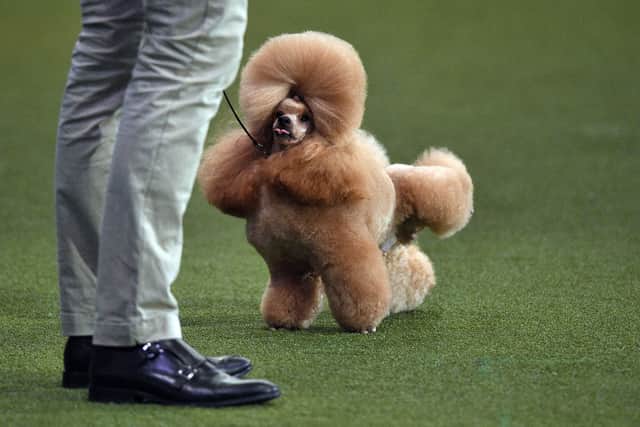 Waffle the Toy Poodle - Reserve for Best in Show (Photo by OLI SCARFF/AFP via Getty Images)