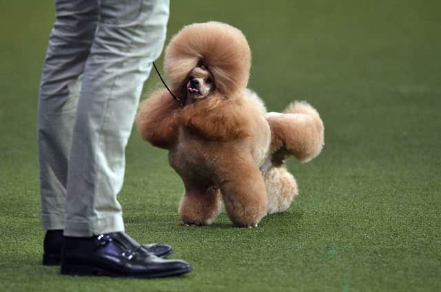 Waffle the Toy Poodle - Reserve for Best in Show (Photo by OLI SCARFF/AFP via Getty Images)
