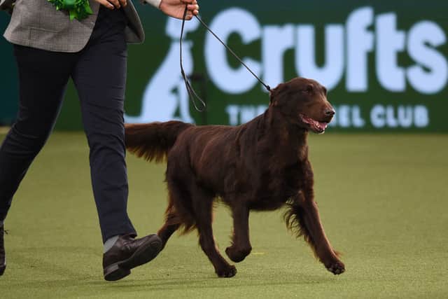 Baxer - Winner of Best in Show and also winner of Gundog category (Photo by OLI SCARFF/AFP via Getty Images)