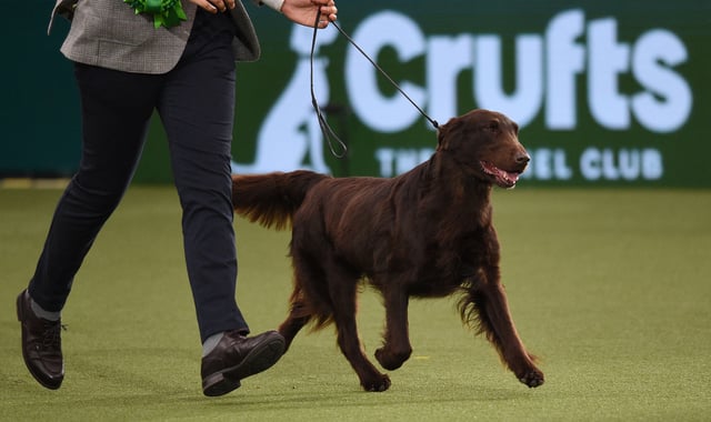 Baxer - Winner of Best in Show and also winner of Gundog category (Photo by OLI SCARFF/AFP via Getty Images)