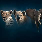 Dynasties II will observe four new animal families in their fight for survival