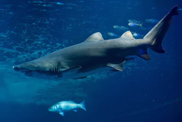 Tiger sharks as listed as one of the primary species of sharks that attack humans, behind the great white shark, by the International Shark Attack File (Photo: STEFAN SAUER/DPA/AFP via Getty Images)
