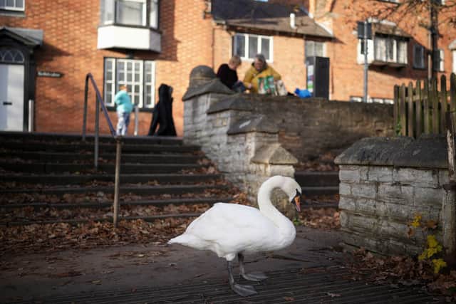 Wild birds often carry and spread bird flu around the UK (image: Getty Images)