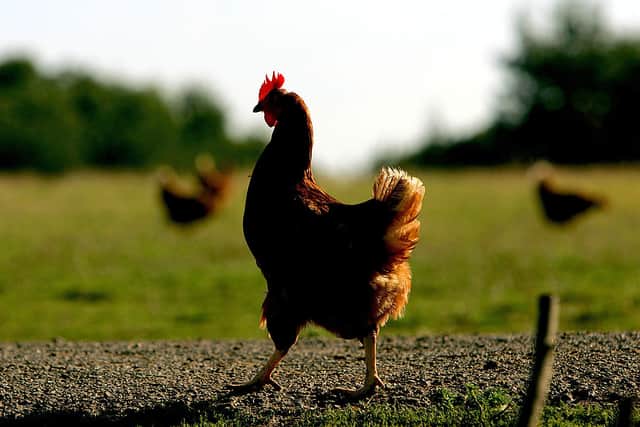 Free range chickens cannot be marketed as ‘free range’ if they are kept indoors for more than 16 consecutive weeks (image: Getty Images)