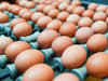 Why did free range eggs disappear from supermarkets? Bird flu outbreak and chicken lockdown explained