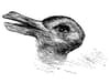 Rabbit or duck? Optical illusion reveals how creative you are based on what you see - and how quick you see it