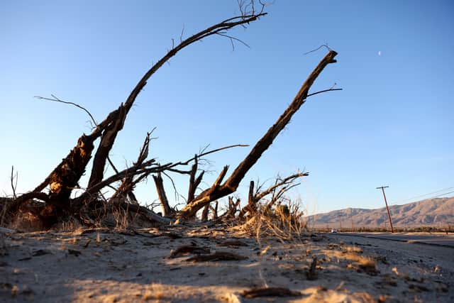 Remnants of invasive, non-native tamarisk trees are viewed near Anza-Borrego Desert State Park, which is threatened by climate change.